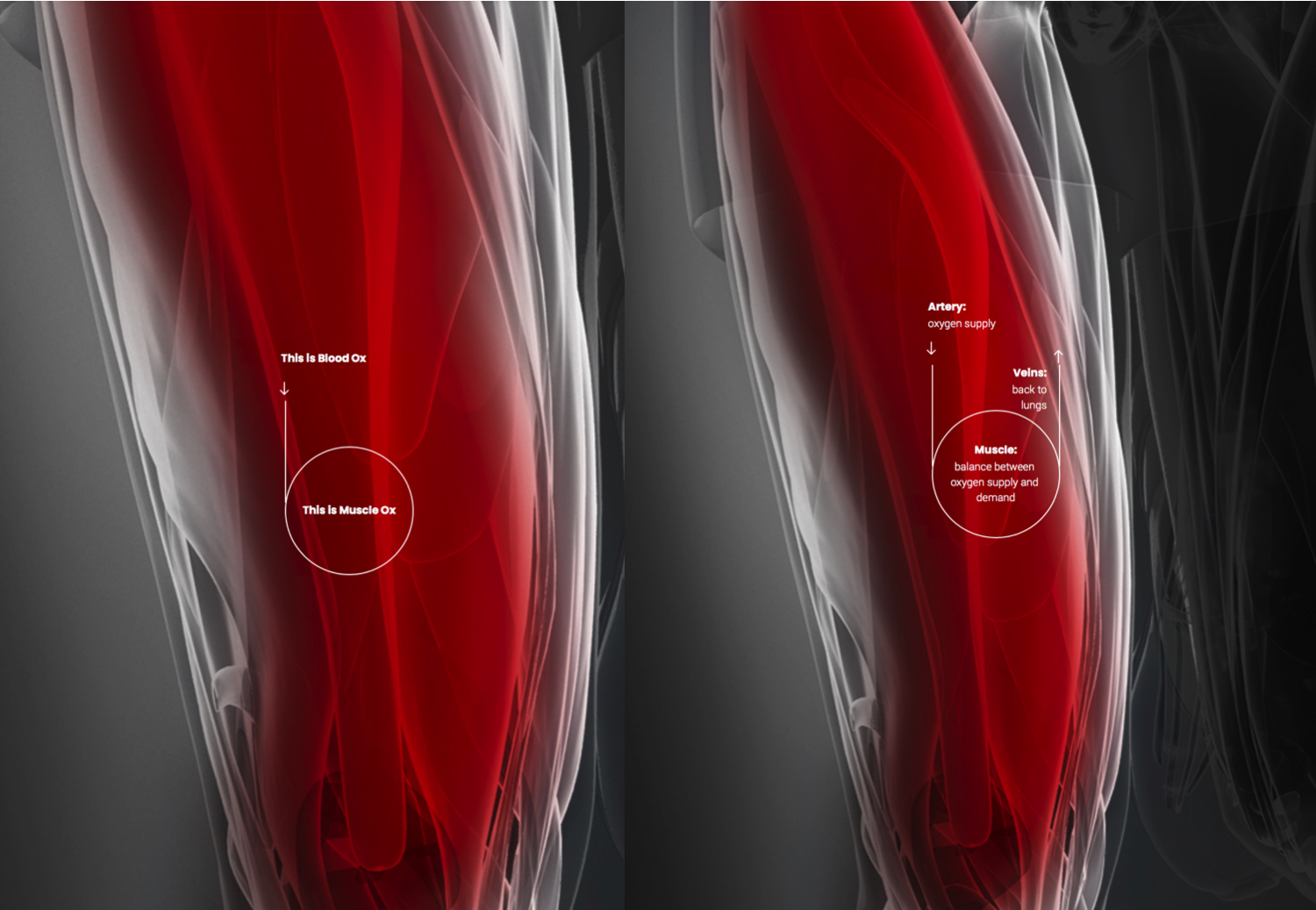 Muscle oxygenation clearance